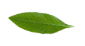 leaf_s3_small